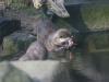 2011040701144948_k-Zoo 227.jpg
